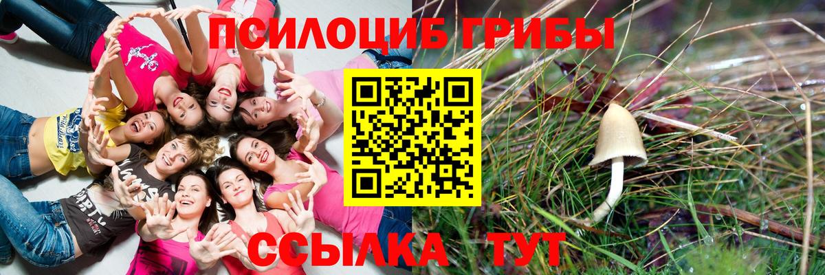 Псилоцибиновые грибы Psilocybe Рязань